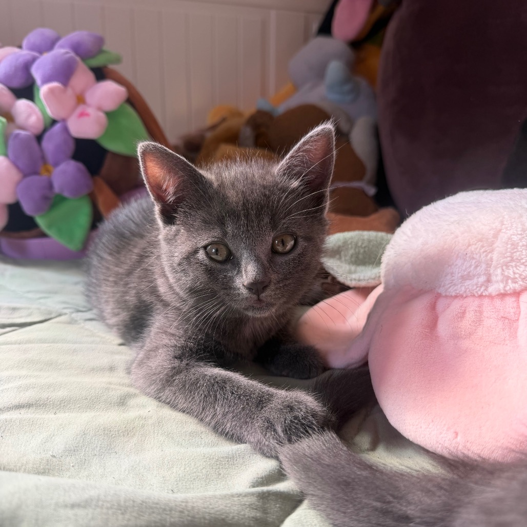 WINNIFRED (AVAILABLE 11/13) - Domestic Medium Hair available for adoption