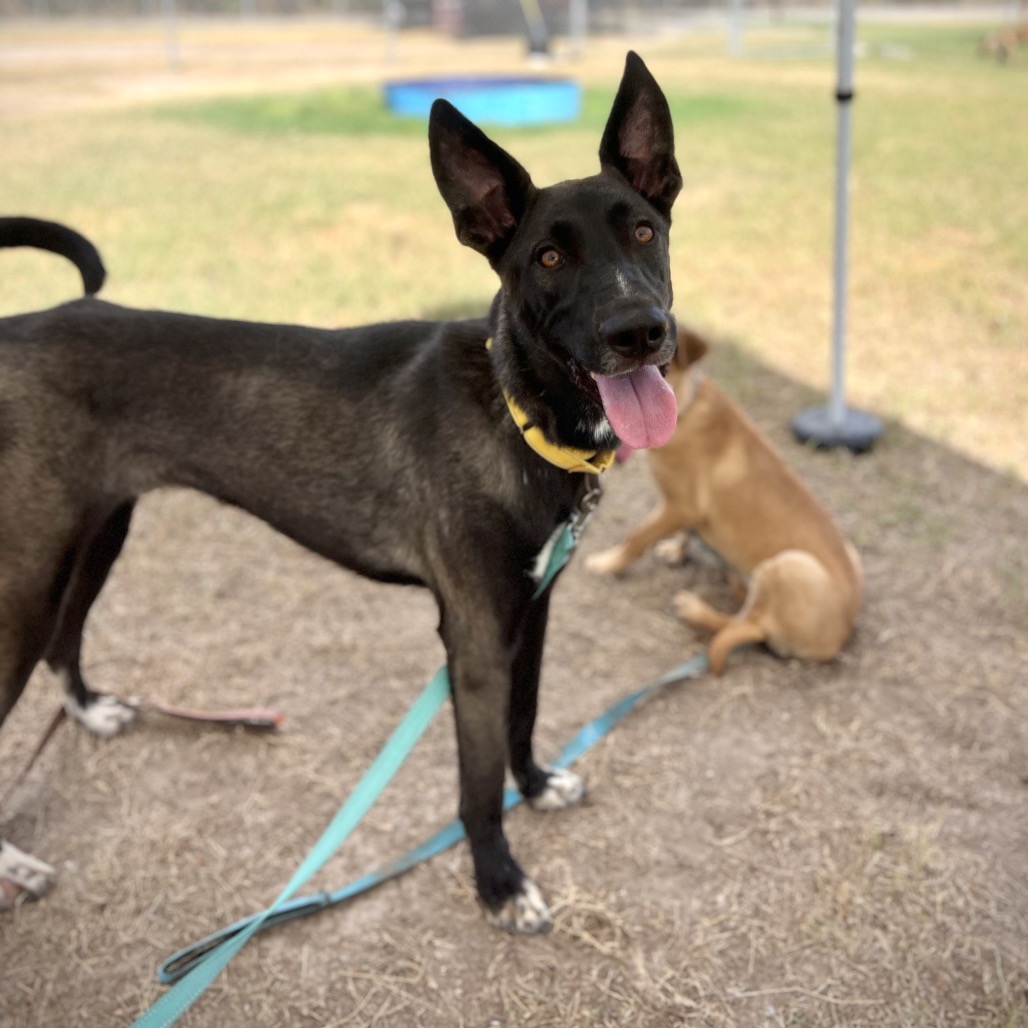RAZZLE - Shepherd available for adoption