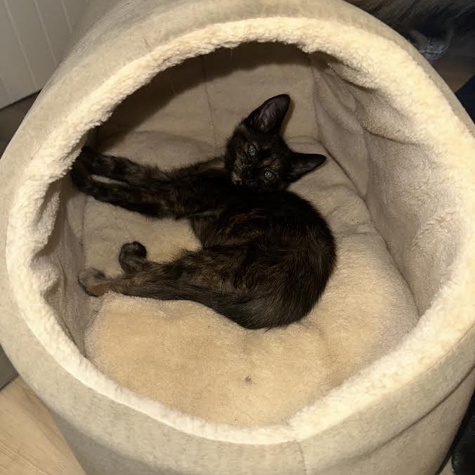 FIONA - Domestic Shorthair available for adoption