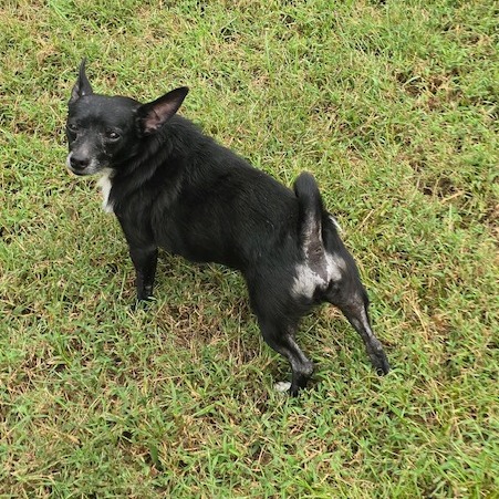 Houdini, photo 8
