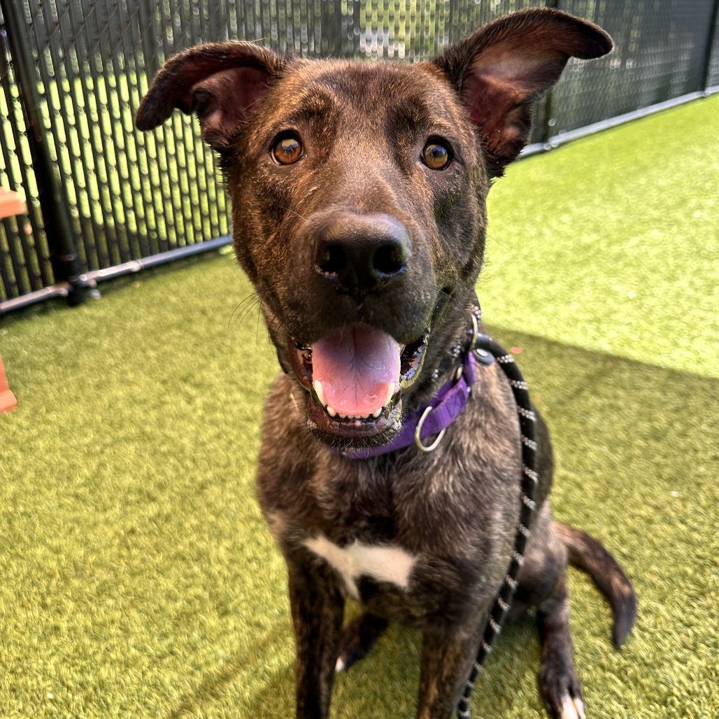 CAYENNE - Mixed Breed (Large) available for adoption