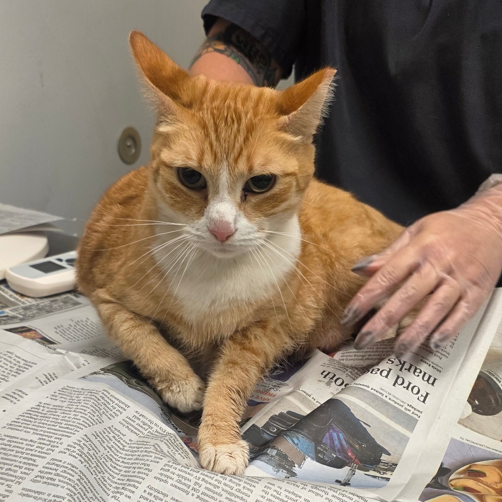 BAXTER - Domestic Shorthair available for adoption