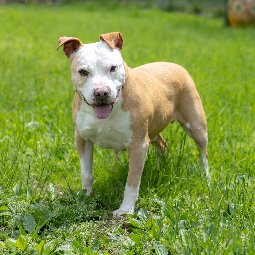 Vinnie, adoptable senior dog