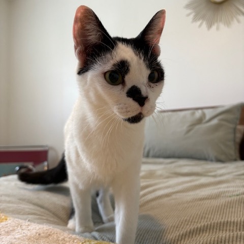 Charlotte: Female 16 Domestic Shorthair