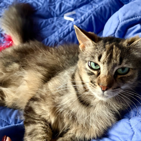 Donut - Domestic Longhair