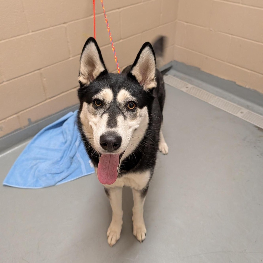 Siberian