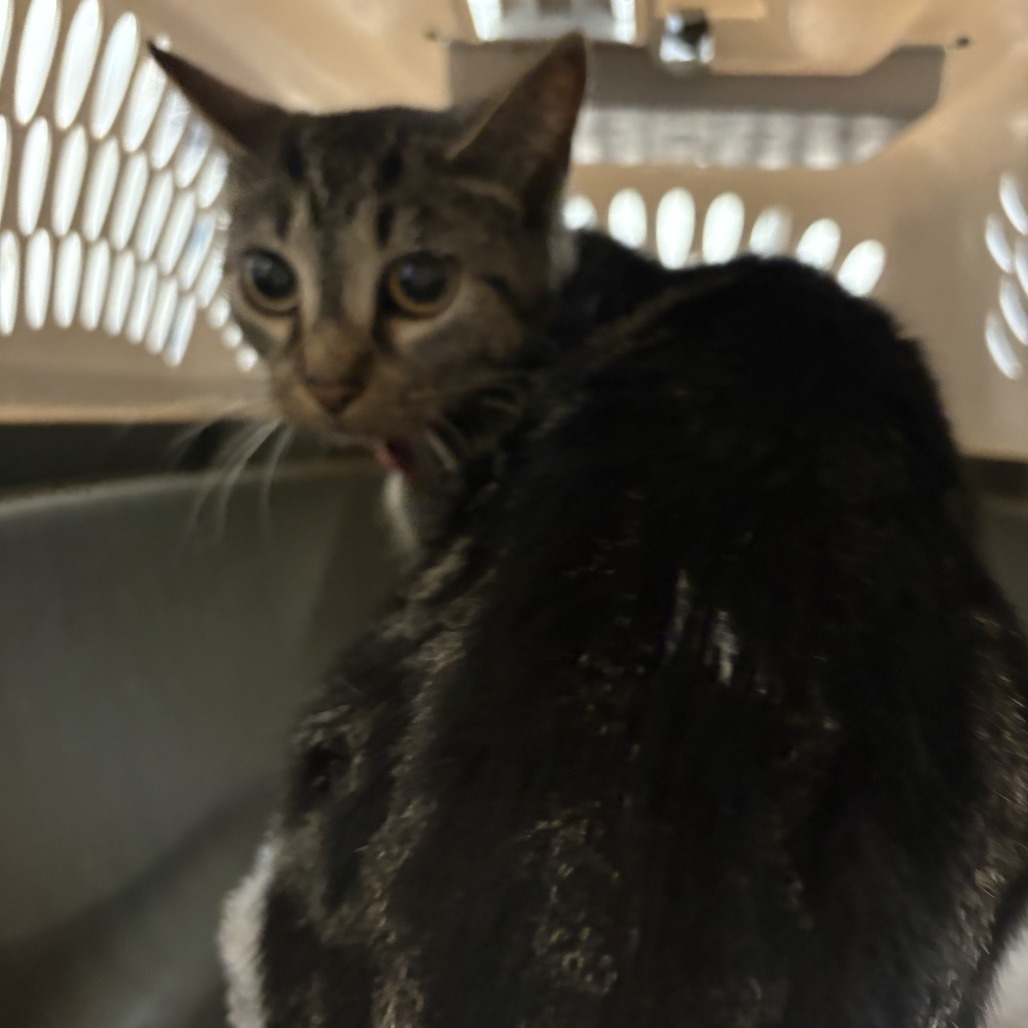 Photo of PGH-Stray-122464 3