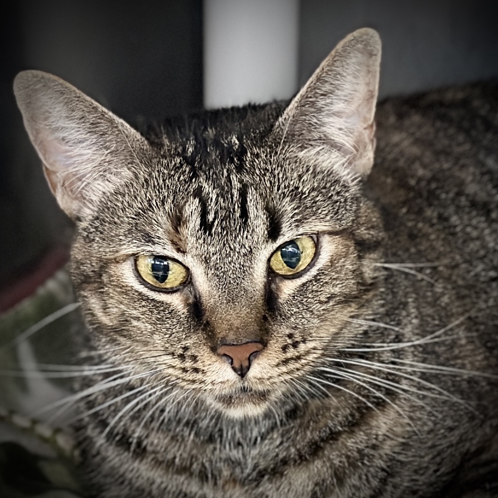 Sparklehoof — thumbnail 8