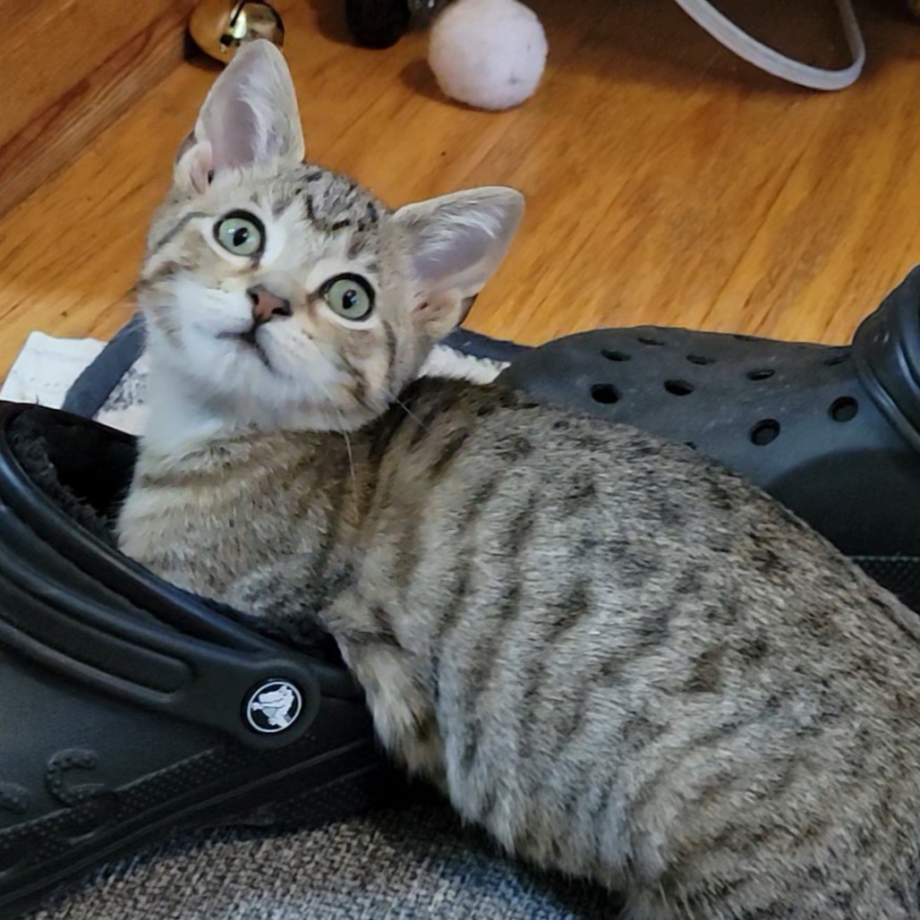 Phoebe WeeBee