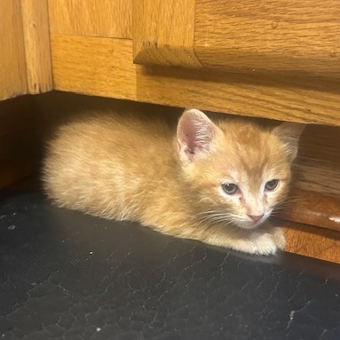Cowboy Curtis: Male 4 Domestic Medium Hair