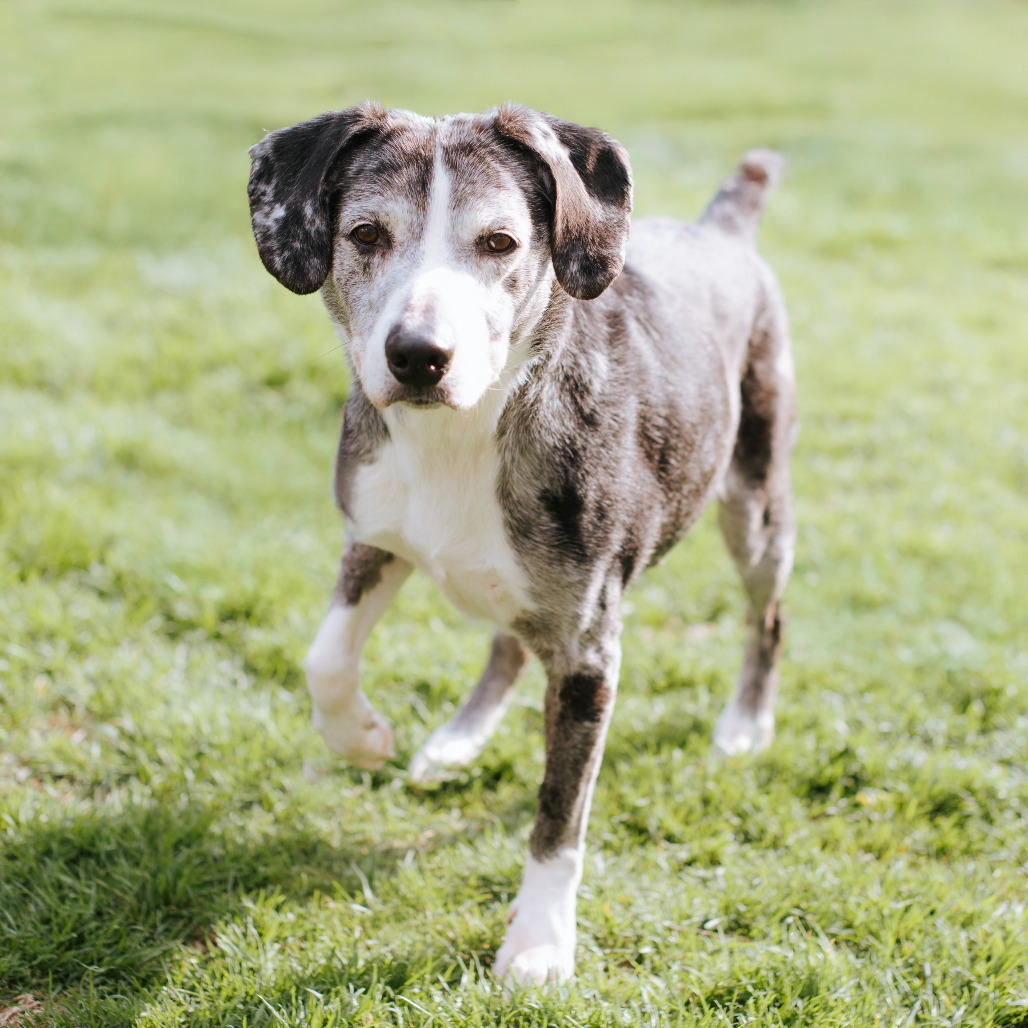 Catahoula Leopard Dog