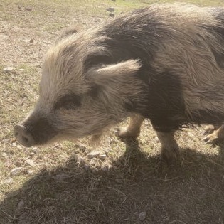 DEBORAH - Kunekune available for adoption