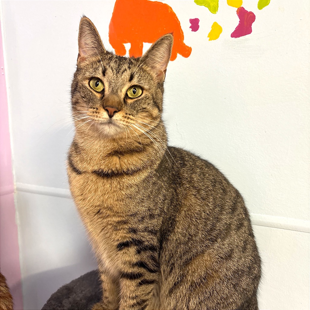 TWIX - Domestic Shorthair available for adoption