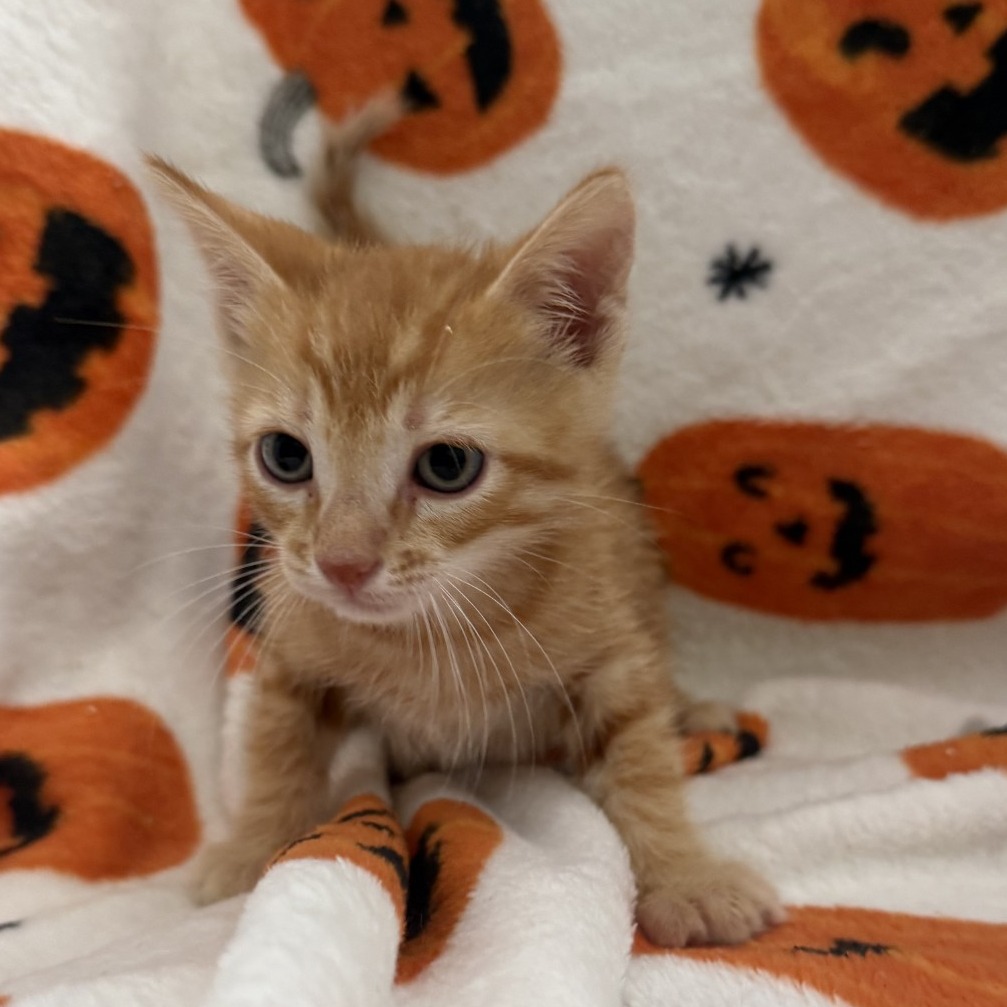 Jack-o-Lantern, photo 3