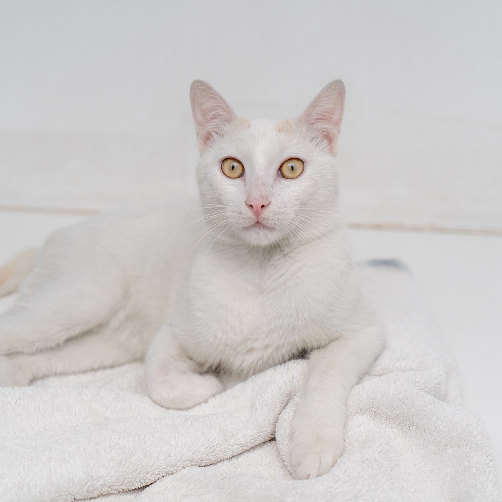 Yuki