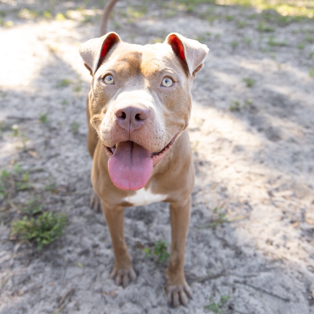 Ziggy, photo 3
