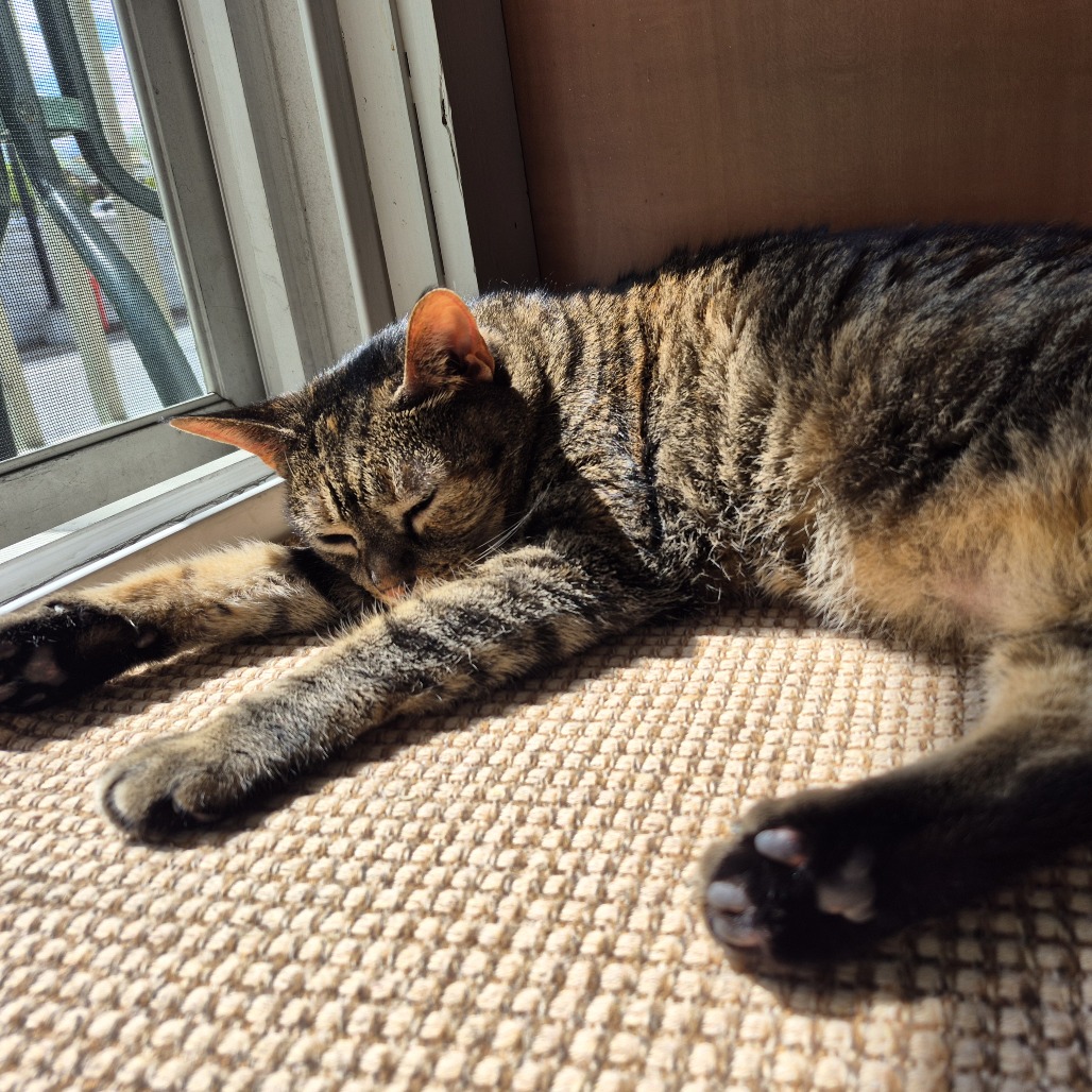 Suki - Available from Foster, photo 10