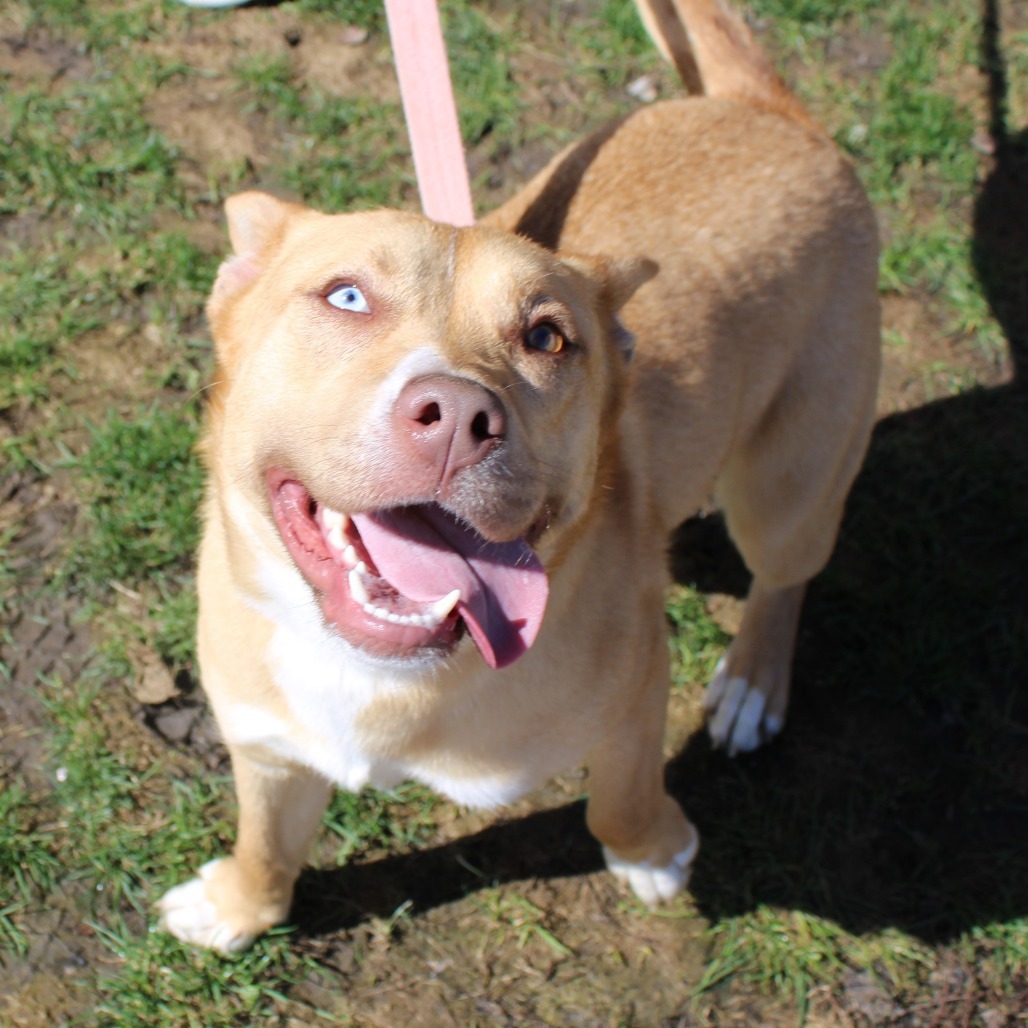 Stella — thumbnail 2