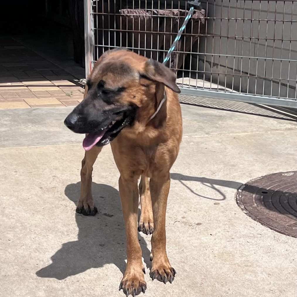BERNARD - Shepherd, German / Mixed Breed (Medium) available for adoption