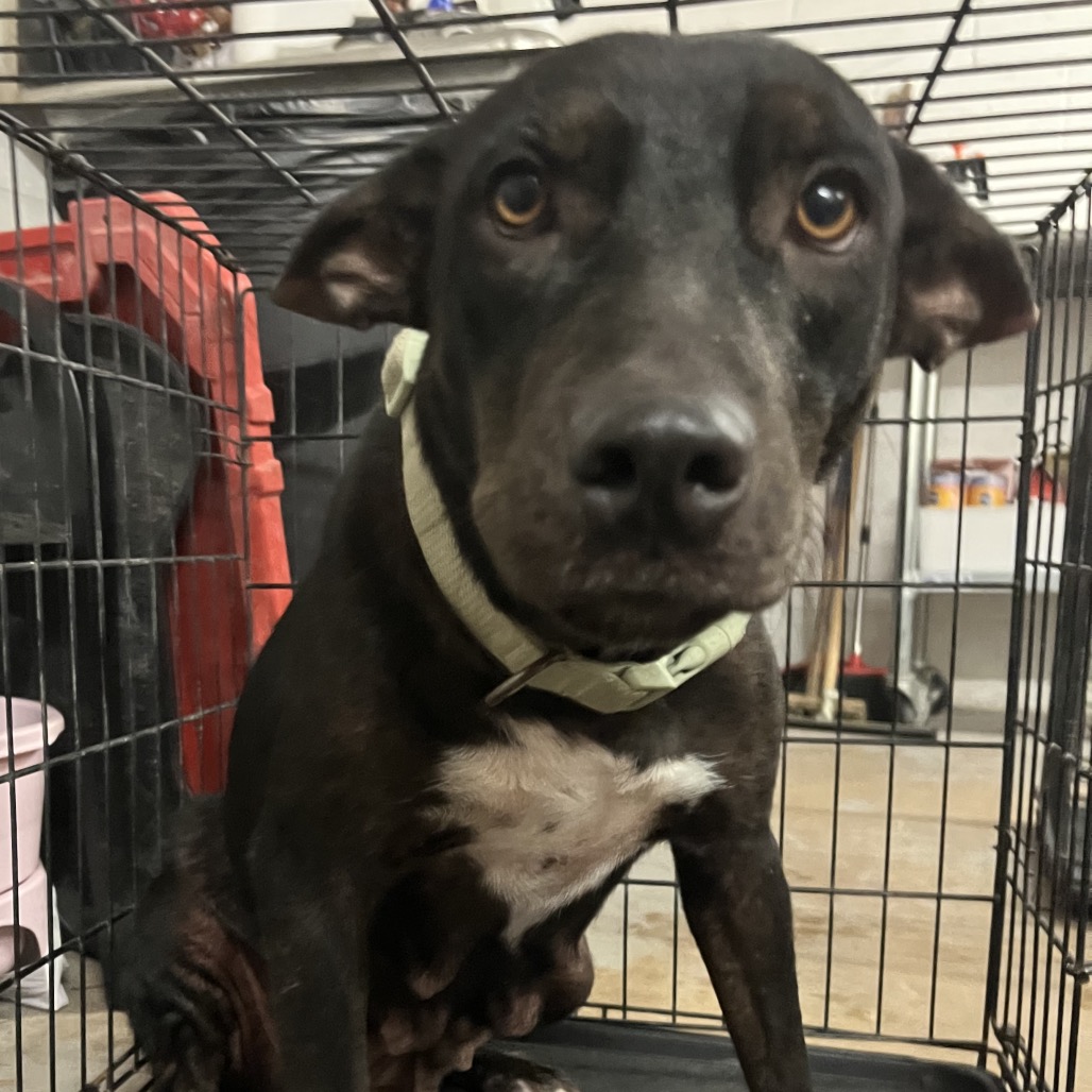 LILO - Shepherd available for adoption