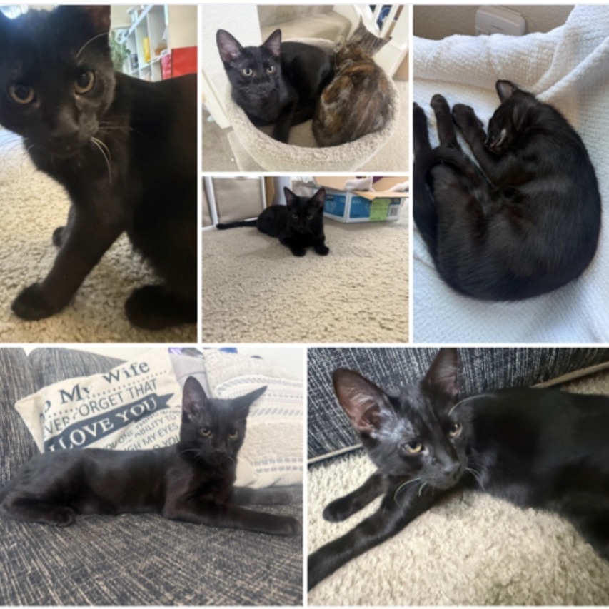 T'Challa, photo 4