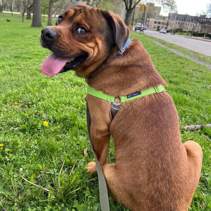 Photo of Koda 5