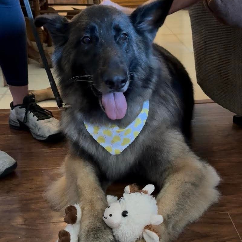Photo of Rose (Roxy)