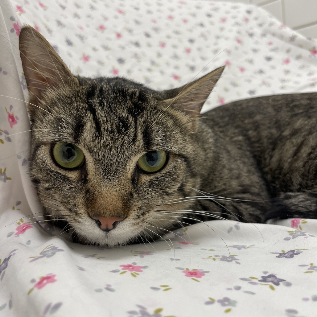 Surjio — thumbnail 3