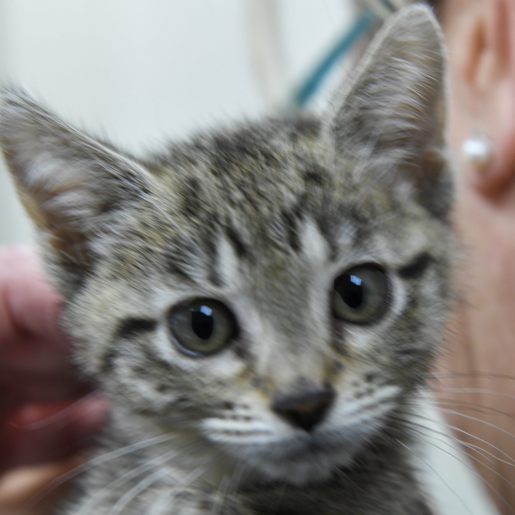 Indy - Domestic Shorthair