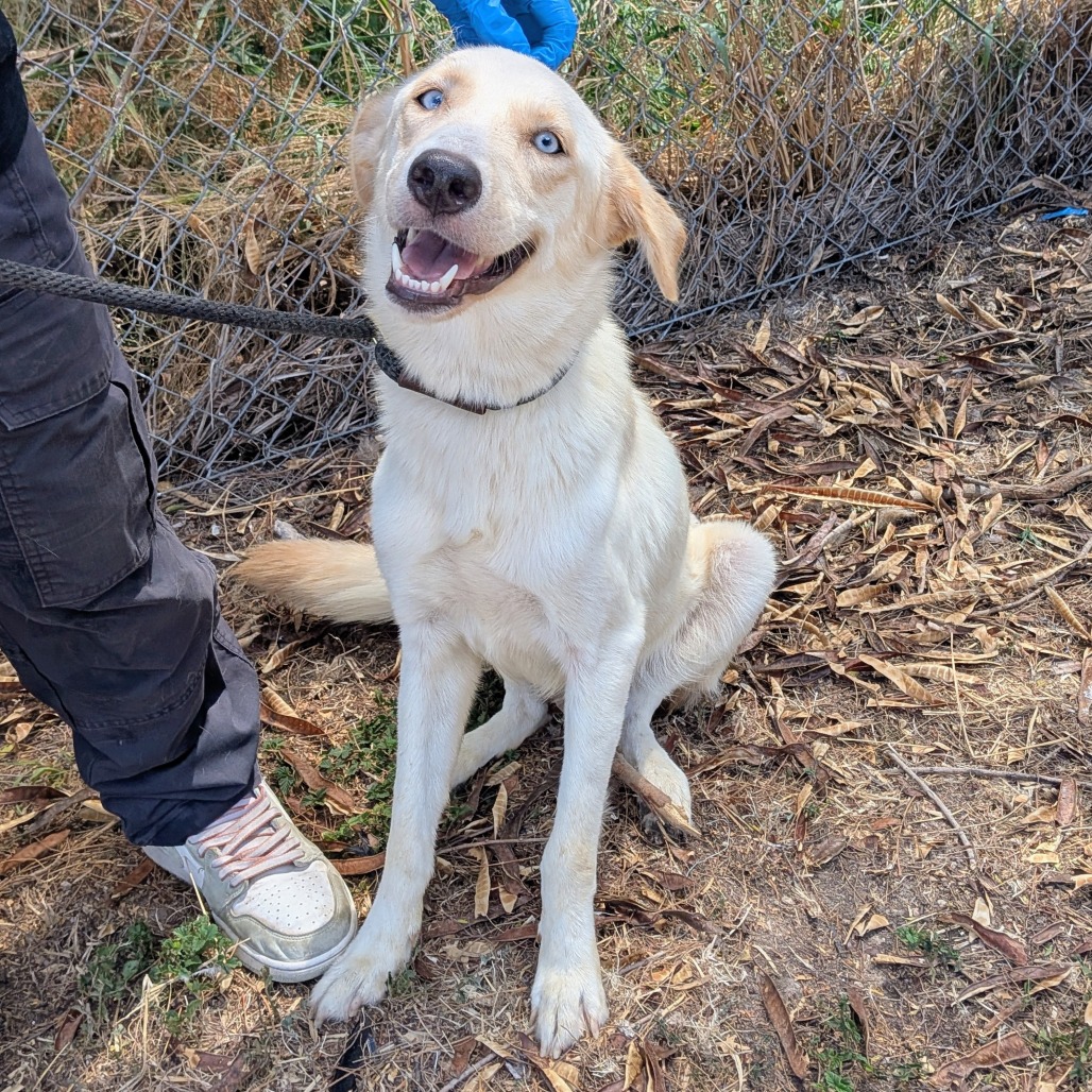 JIGGLYPUFF - Shepherd available for adoption