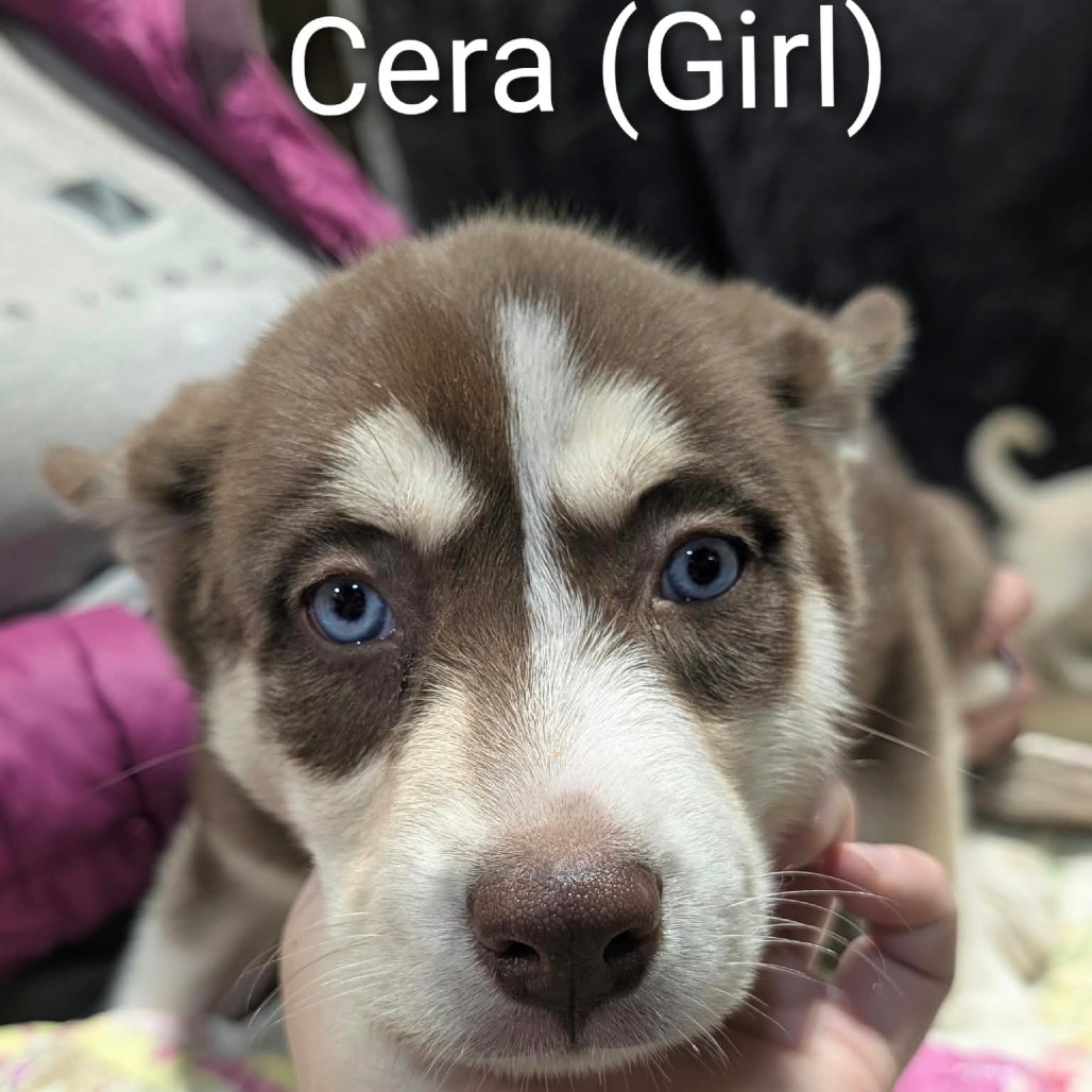 Cera