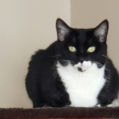 Zoey - Domestic Shorthair