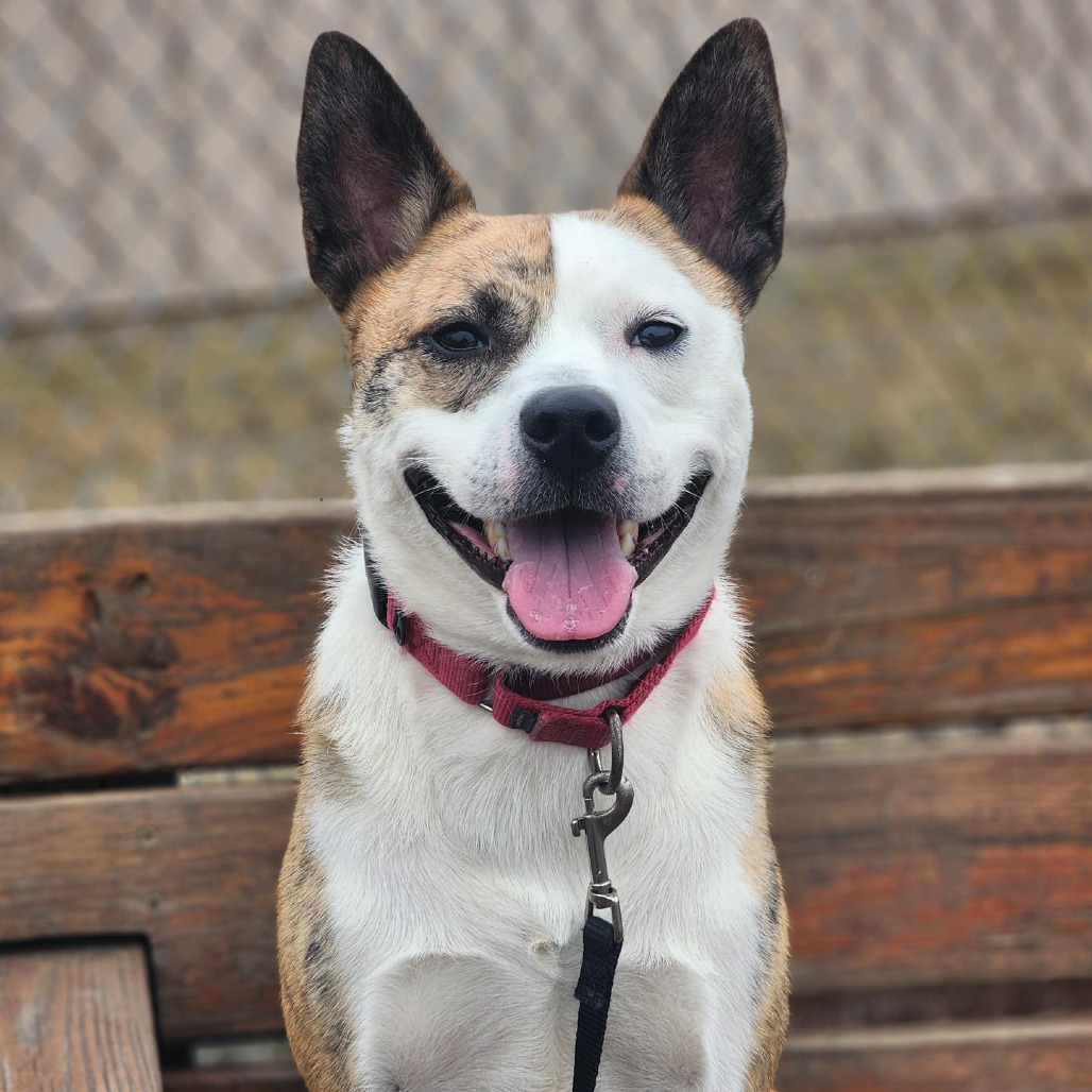 Tygren — thumbnail 3