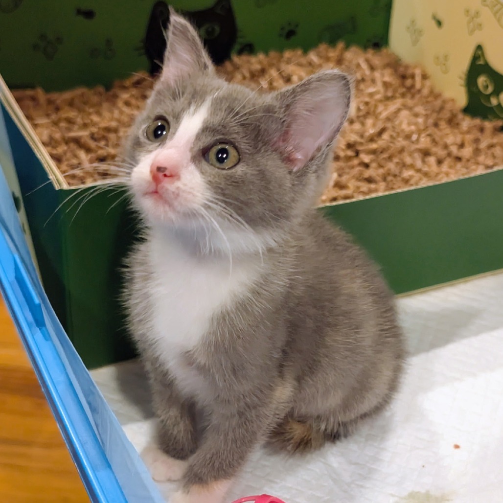 Domino, photo 2