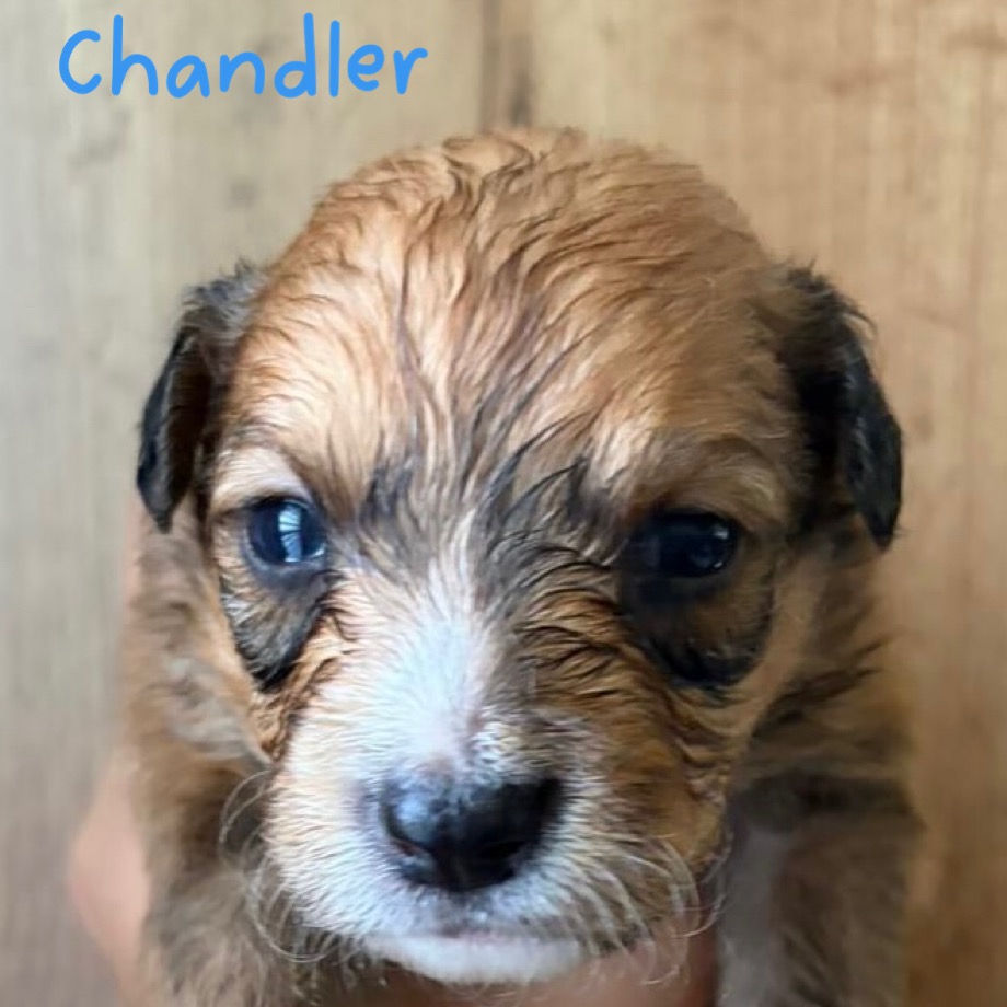 CHANDLER - Spaniel / Mix available for adoption