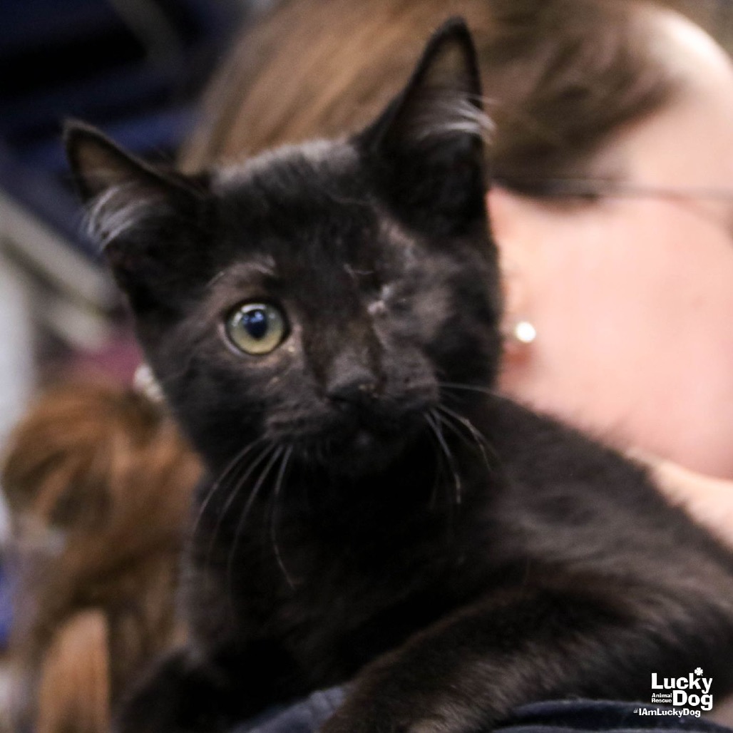 POE - Domestic Shorthair available for adoption
