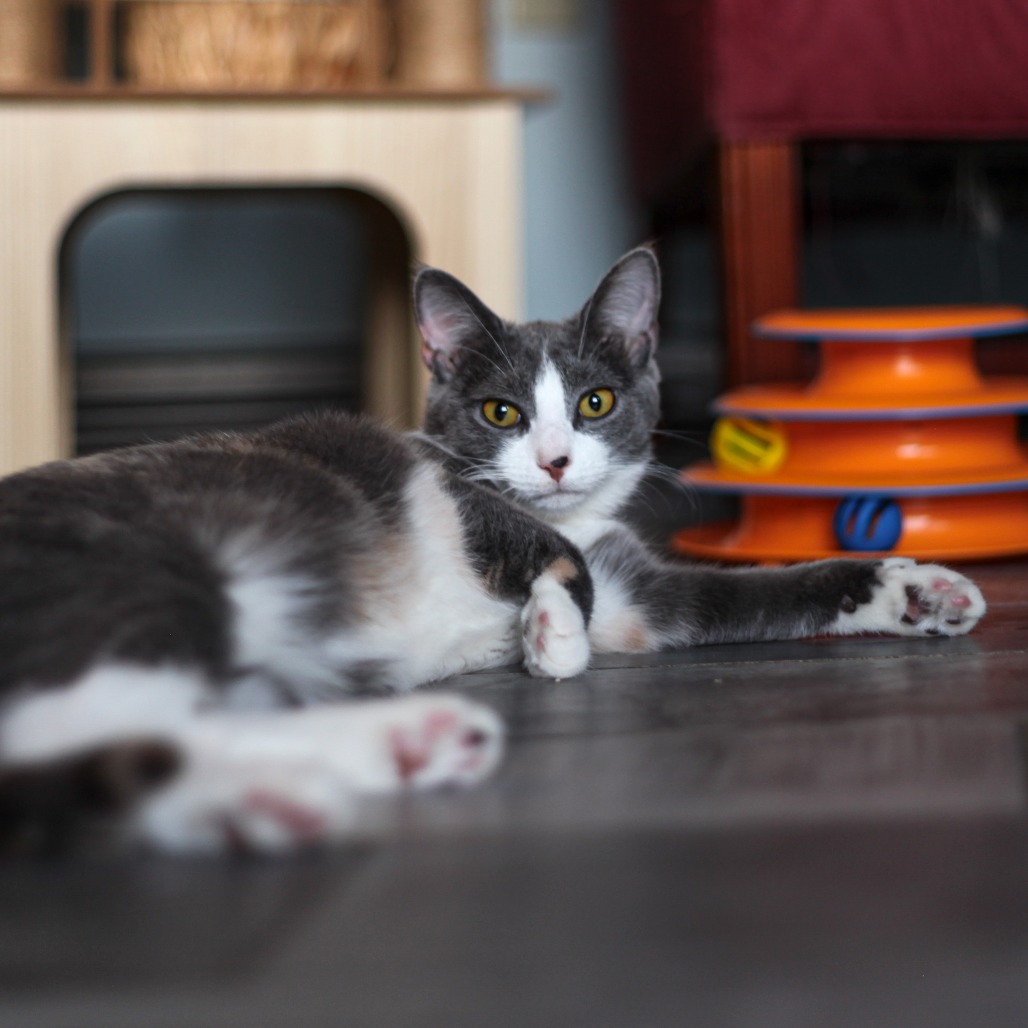 Domino, photo 3