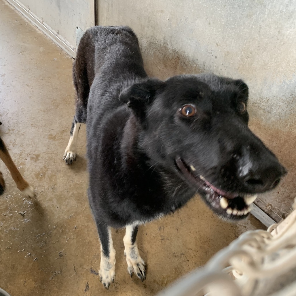 Duchess, available for adoption at PVAS
