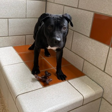 COURAGE - Terrier / American Pit Bull available for adoption