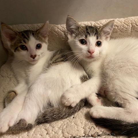 STAR - Domestic Shorthair available for adoption