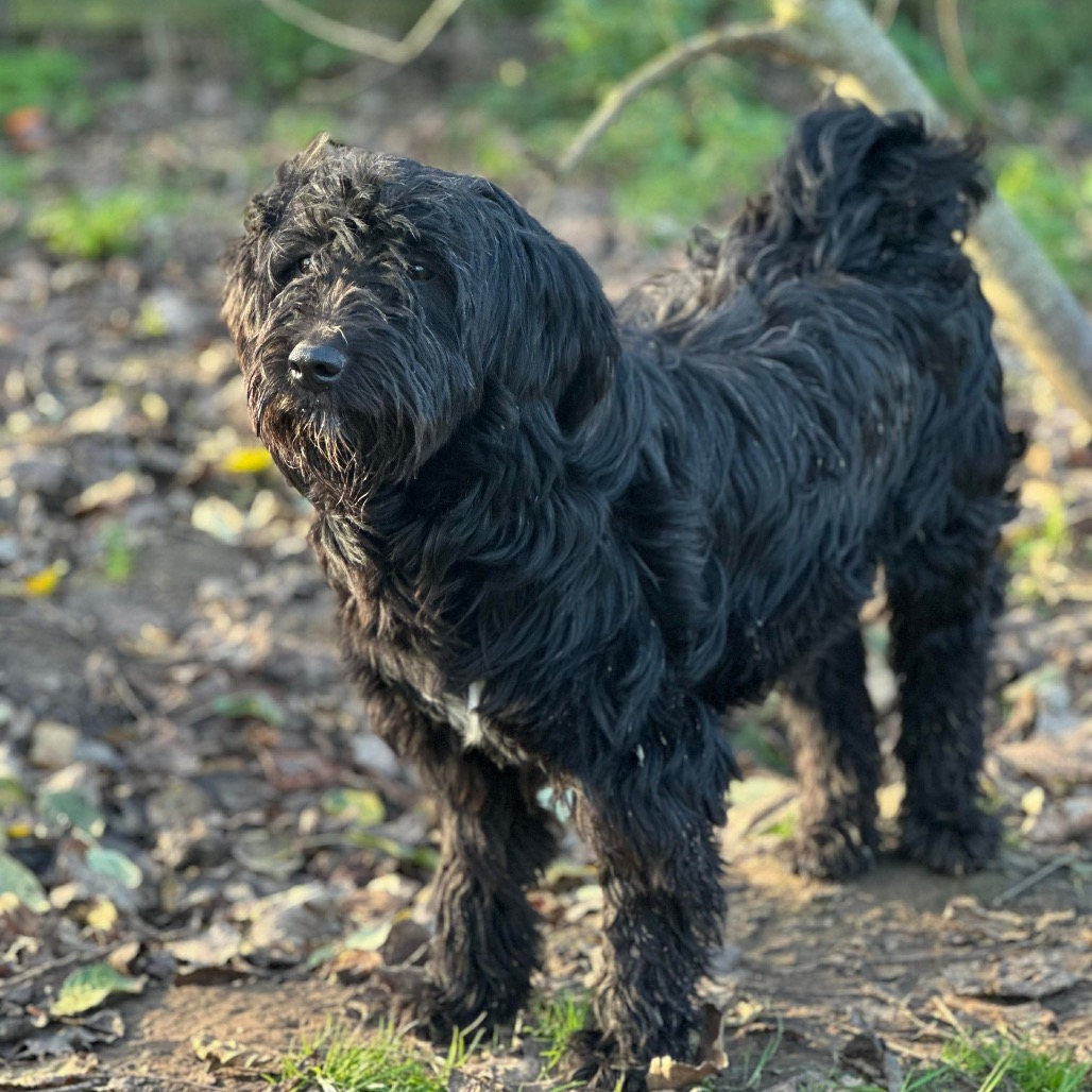 Pongo is available for adoption at The Biggies' League