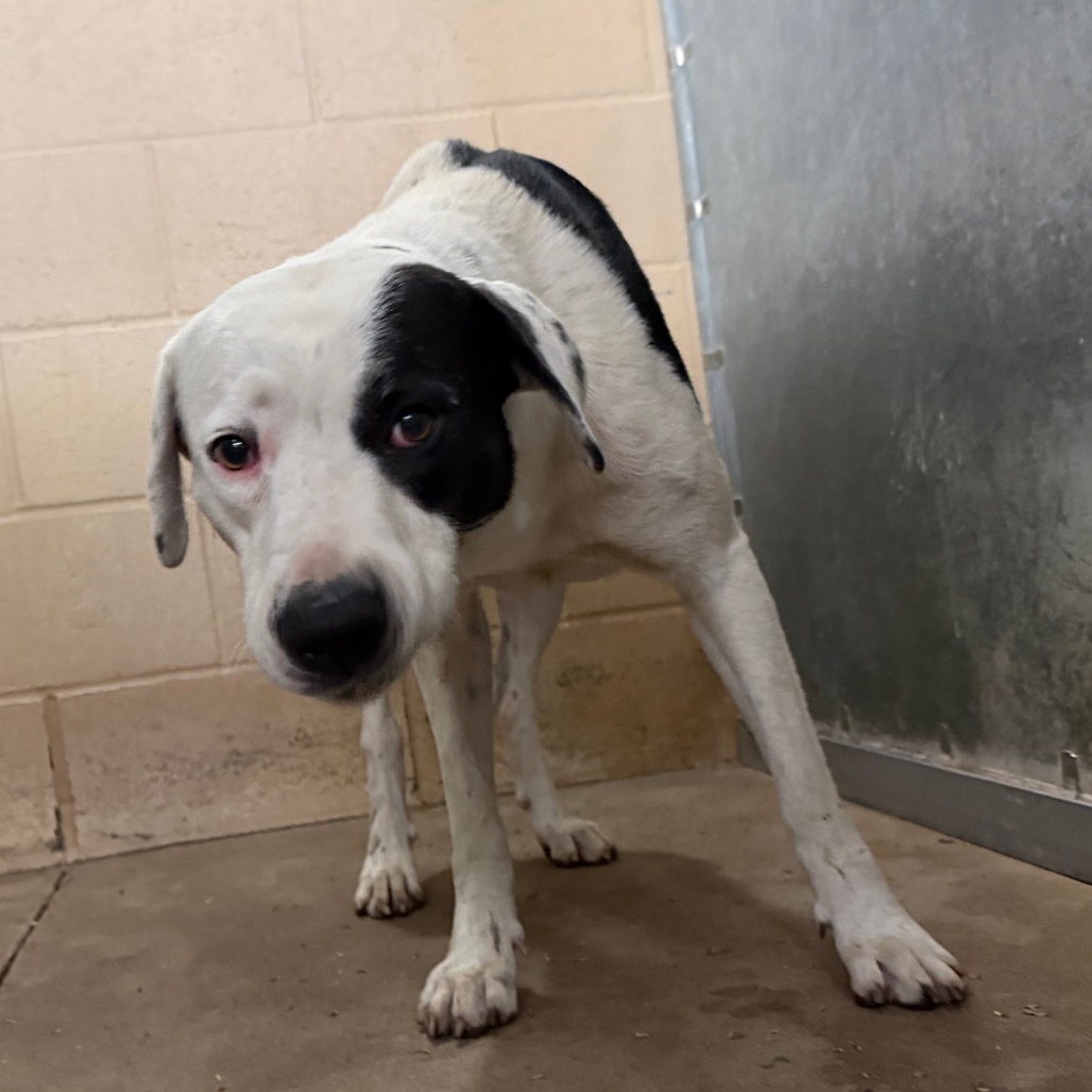 EDWINA - Terrier, Pit Bull / Mix available for adoption