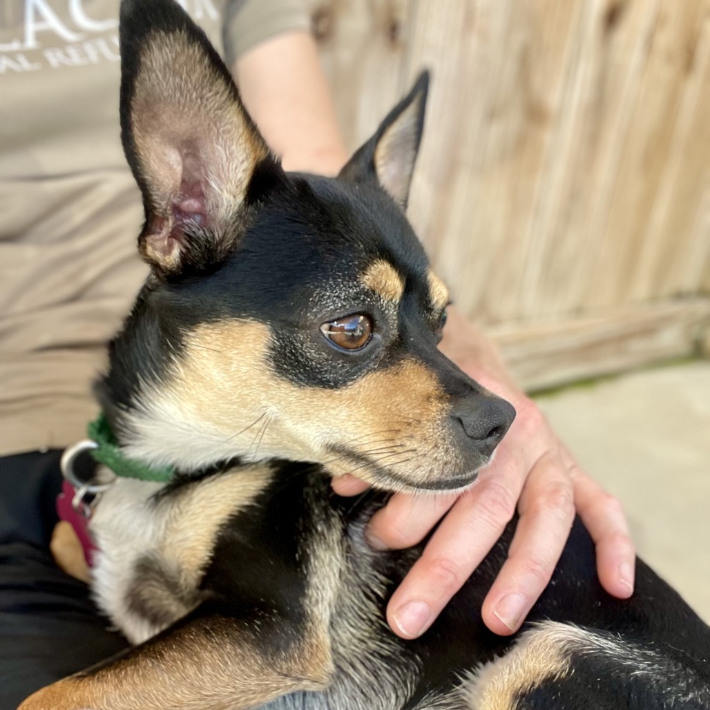 Gizmo is available for adoption at Alaqua Animal Refuge