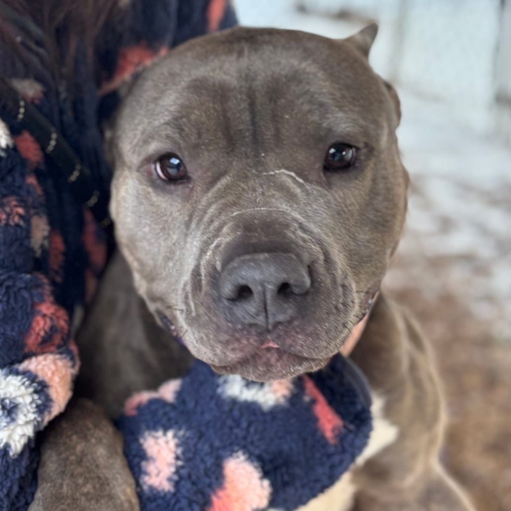 Fantine 2 — thumbnail 6