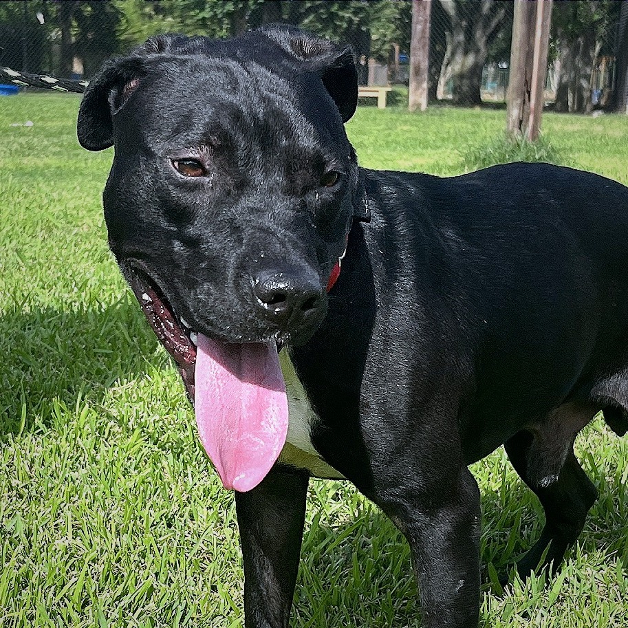 COURAGE - Terrier / American Pit Bull available for adoption