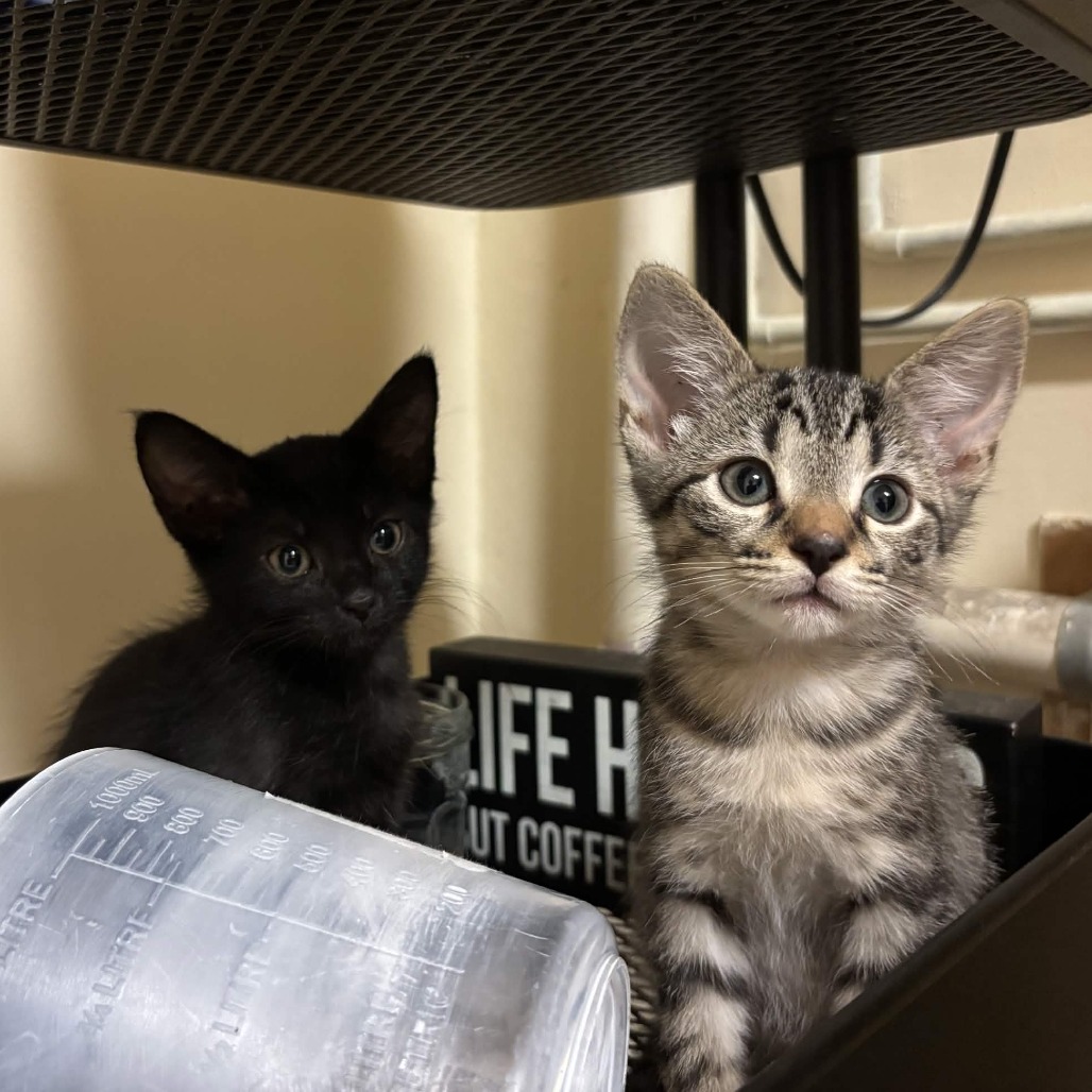 RAINFOREST CAFE - Domestic Shorthair available for adoption