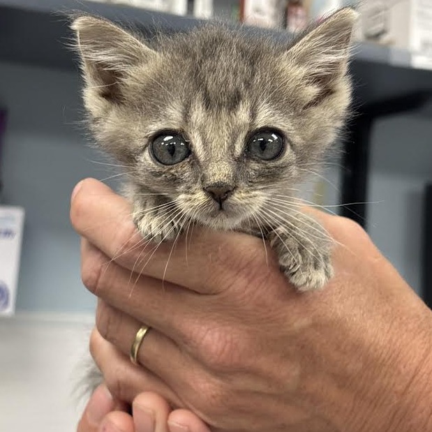 BUG - Domestic Shorthair available for adoption