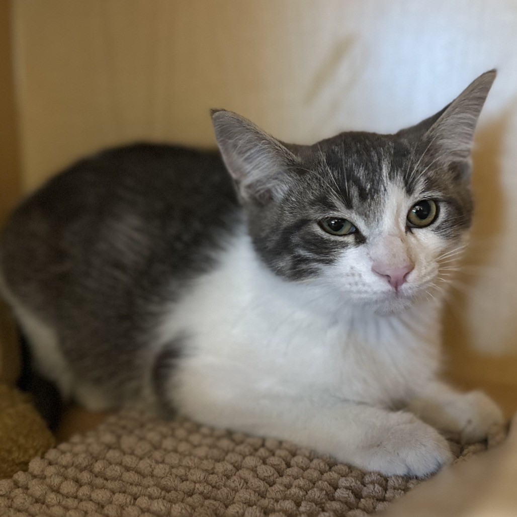 JASPER - Domestic Shorthair available for adoption