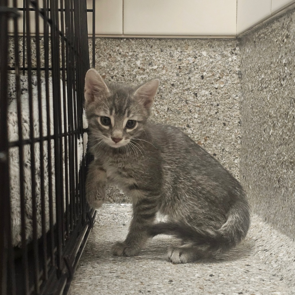 Krakatoa — thumbnail 3