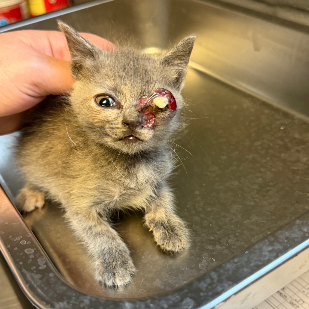 Tusc Stray 84887 2 3 4